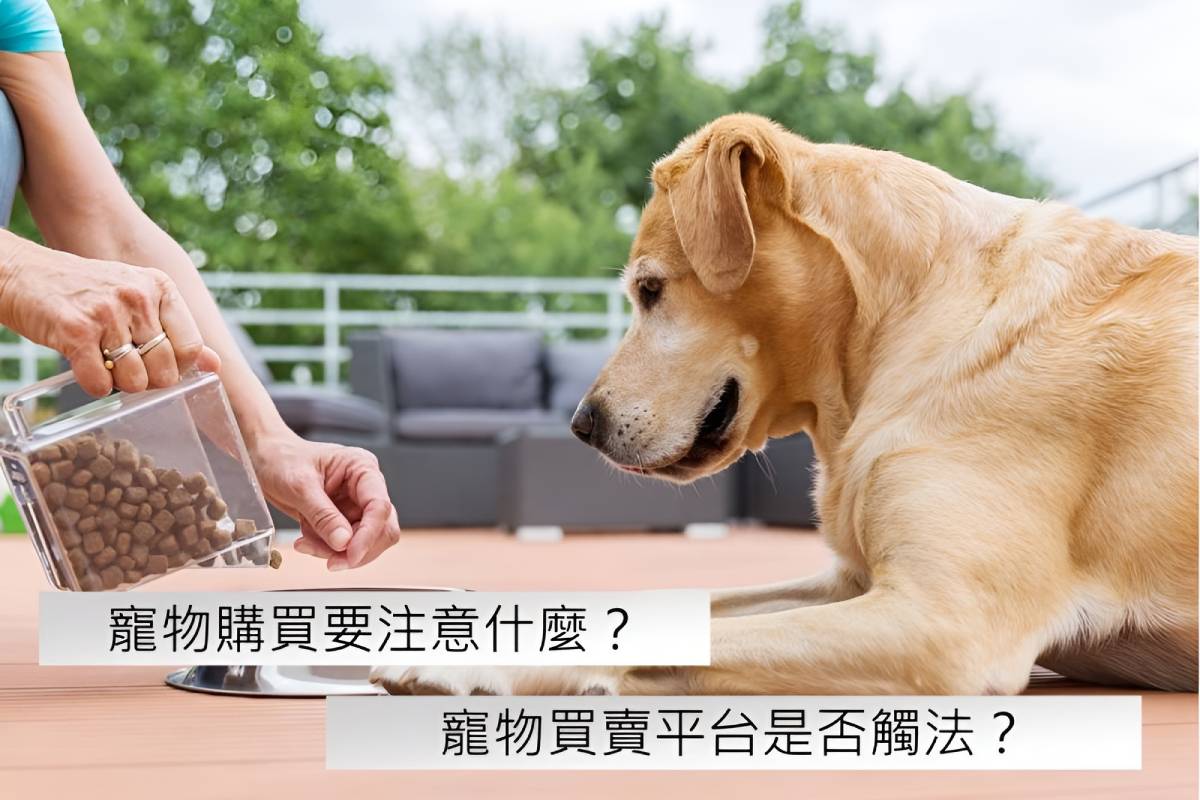 寵物購買要注意什麼？寵物買賣平台是否觸法？4大重點報你知！