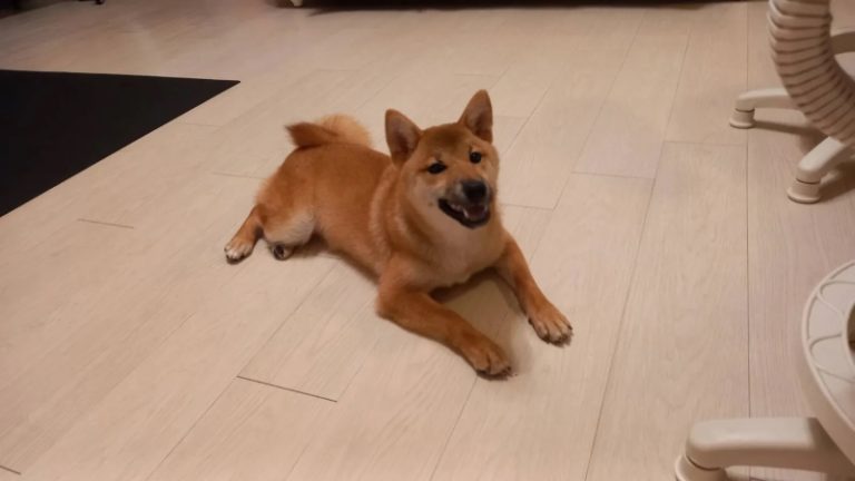 領養寵物竟遇詐騙!陳男臉書貼文「送養柴犬」實則騙取「疫苗費」。(翻攝畫面)