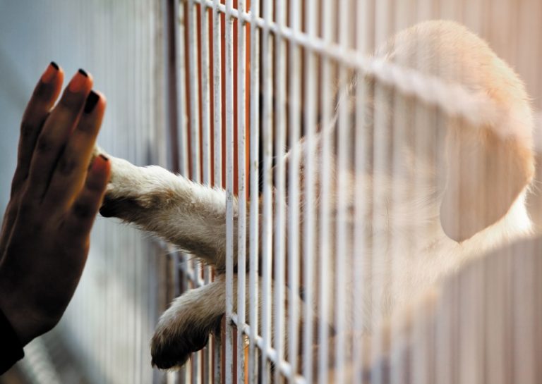 領養寵物應選擇正規的領養機構或動物之家