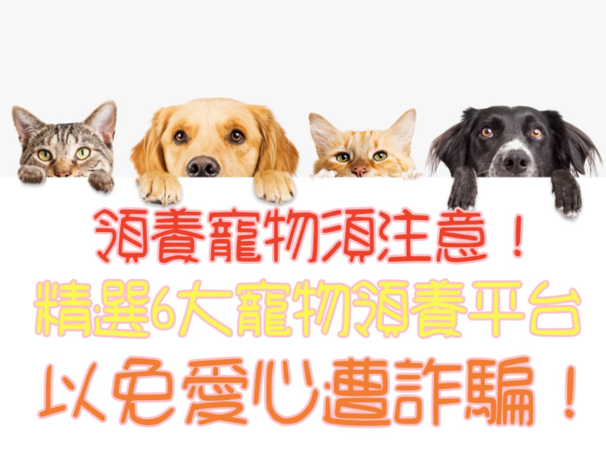 領養寵物須注意！精選6大寵物領養平台以免愛心遭詐騙！