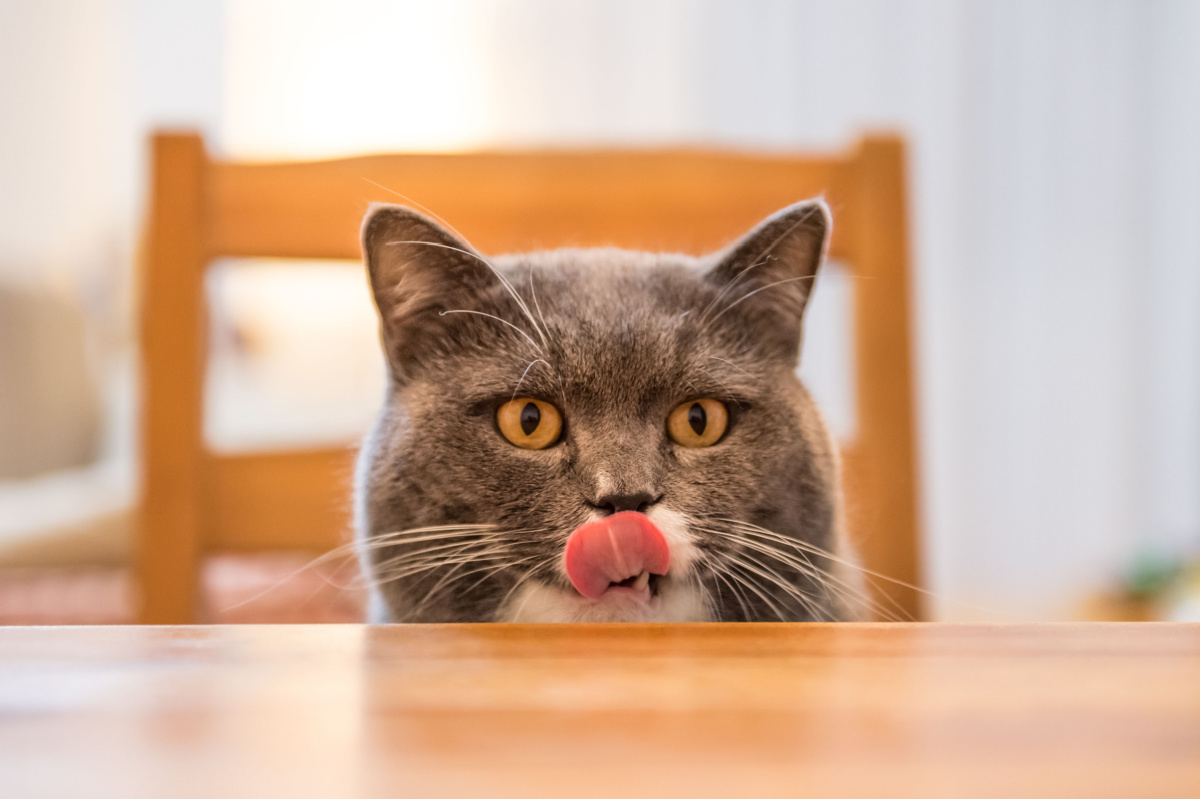 幼貓飼料份量