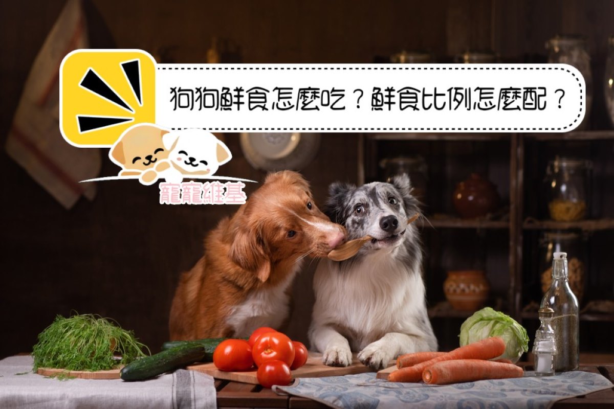 狗狗鮮食怎麼吃？鮮食比例怎麼配？精選5大寵物鮮食推薦