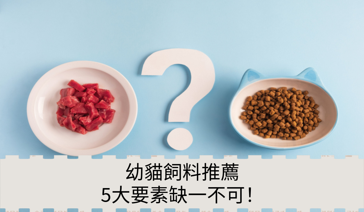 幼貓飼料推薦
