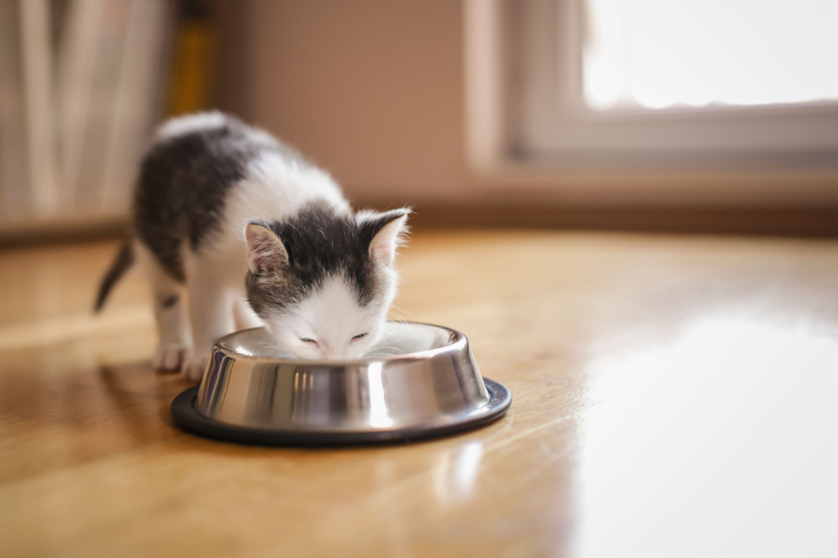 幼貓飼料挑選