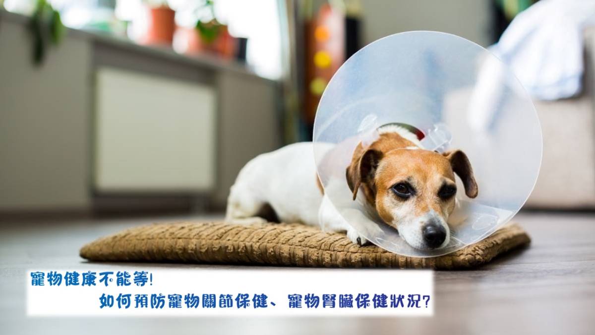 寵物健康不能等！如何預防寵物關節保健、寵物腎臟保健狀況?