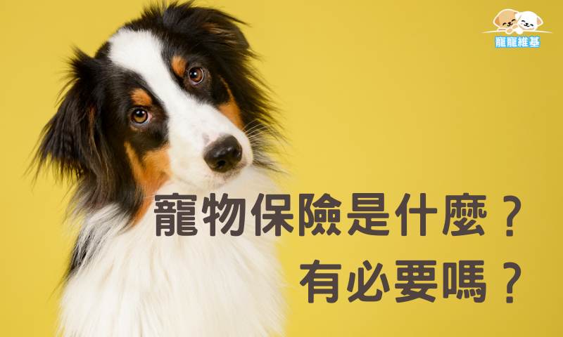 寵物保險是什麼?有必要嗎?