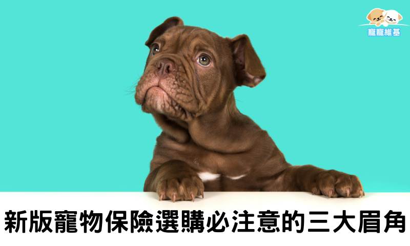 新版寵物保險選購必注意的三大眉角