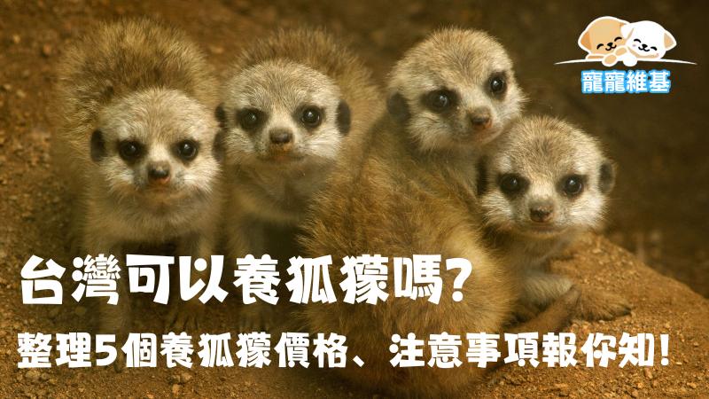 台灣可以養狐獴嗎？整理5個養狐獴價格、注意事項報你知！