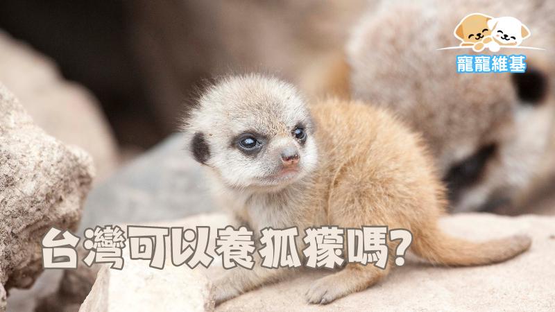 台灣可以養狐獴嗎？