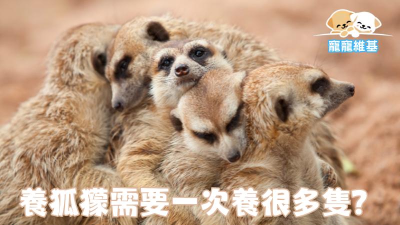 需要一次養很多隻？