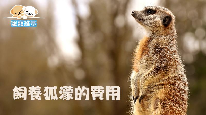 飼養狐濛的費用