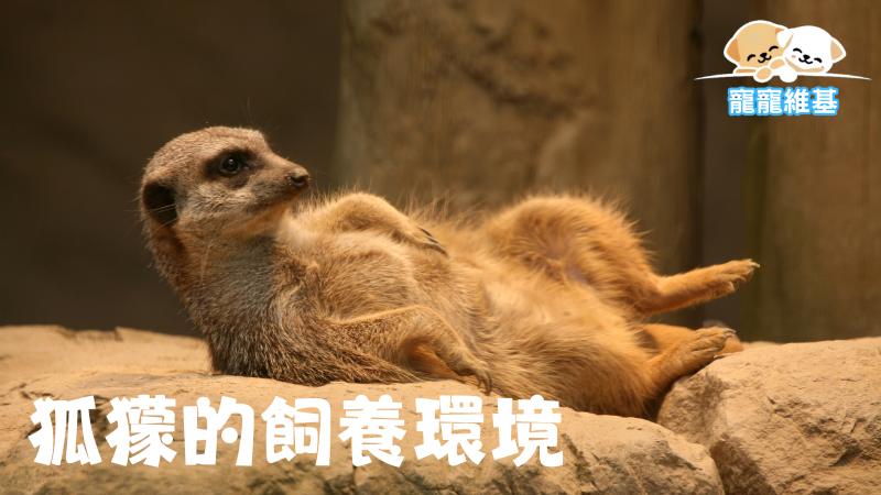 狐獴的飼養環境