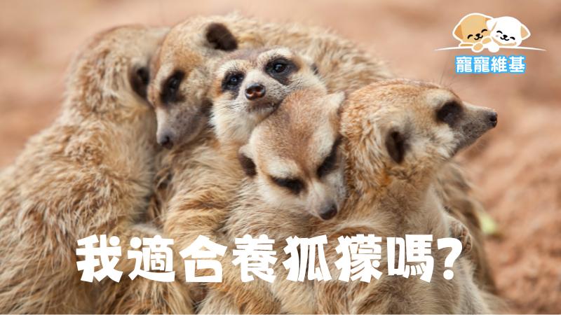 我適合養狐獴嗎？