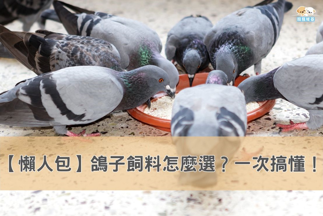 鴿子飼料