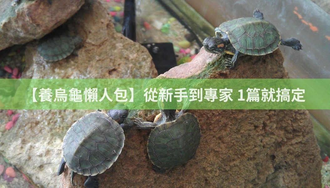 【養烏龜懶人包】：從新手到專家，1篇就搞定 - 寵寵維基