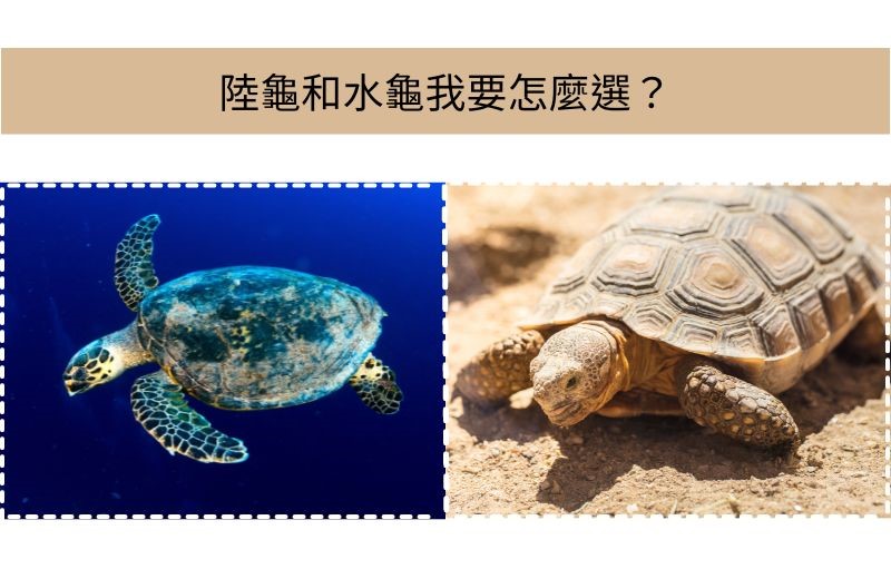 陸龜和水龜我要怎麼選?