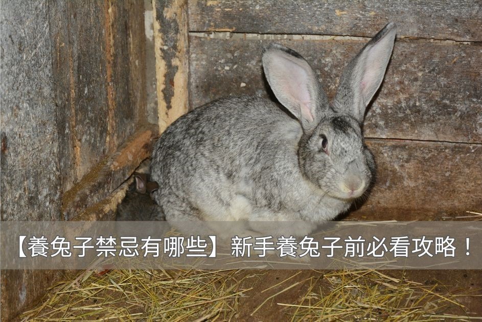 飼養兔子