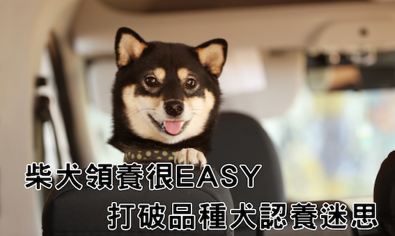 柴犬領養前後五大關鍵注意事項