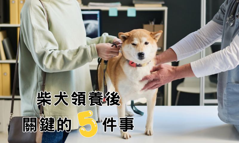 從品種狗認養到照護:柴犬領養新手的必備關鍵
