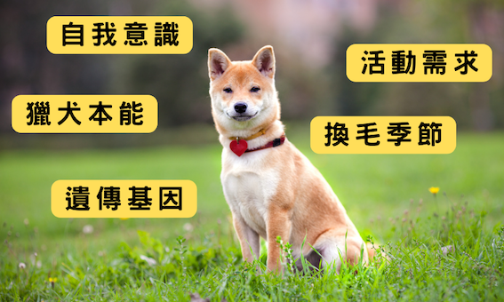 柴犬是非常有個性的狗狗,柴犬領養前需要三思