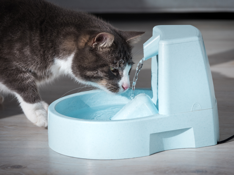 提升貓泌尿保健效果的飲食建議