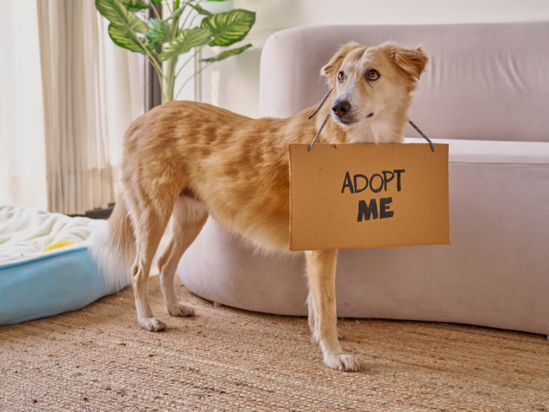 流浪動物之家領養動物之流程、注意事項